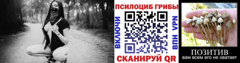 Псилоцибиновые грибы прущие грибы  блэк спрут маркетплейс  Тогучин 
